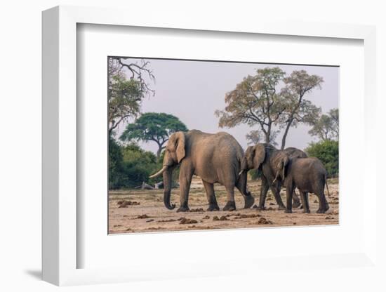 Botswana. Breeding Herd of Elephants Walking Closely Together to Protect Infants-Inger Hogstrom-Framed Photographic Print