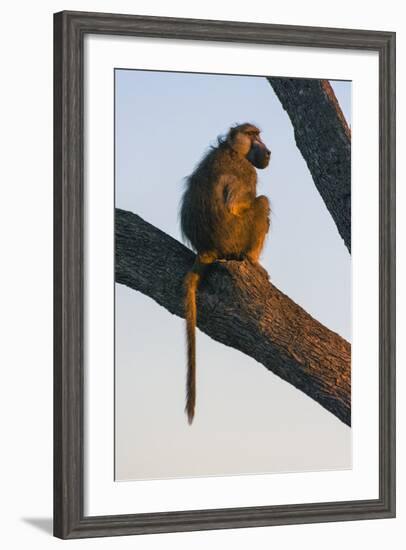 Botswana. Chacma Baboon at Sunrise Watching for Predators While the Troop Eats-Inger Hogstrom-Framed Photographic Print