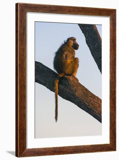 Botswana. Chacma Baboon at Sunrise Watching for Predators While the Troop Eats-Inger Hogstrom-Framed Photographic Print