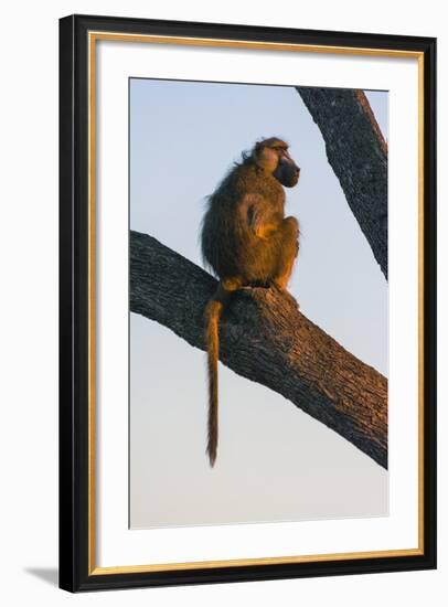 Botswana. Chacma Baboon at Sunrise Watching for Predators While the Troop Eats-Inger Hogstrom-Framed Photographic Print