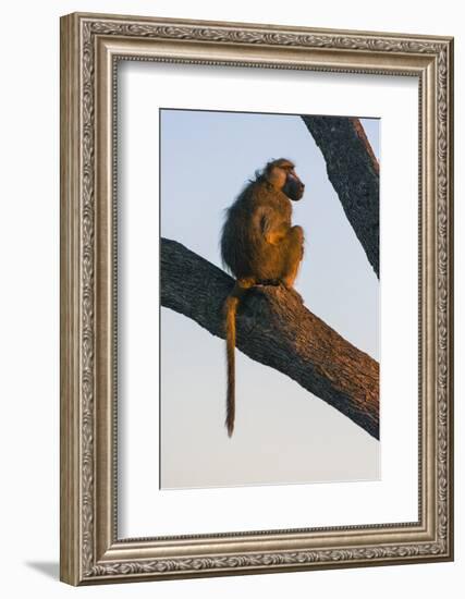 Botswana. Chacma Baboon at Sunrise Watching for Predators While the Troop Eats-Inger Hogstrom-Framed Photographic Print