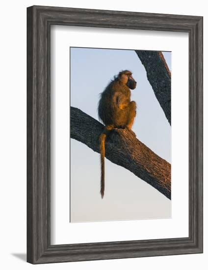 Botswana. Chacma Baboon at Sunrise Watching for Predators While the Troop Eats-Inger Hogstrom-Framed Photographic Print