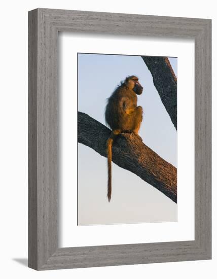 Botswana. Chacma Baboon at Sunrise Watching for Predators While the Troop Eats-Inger Hogstrom-Framed Photographic Print