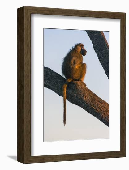 Botswana. Chacma Baboon at Sunrise Watching for Predators While the Troop Eats-Inger Hogstrom-Framed Photographic Print