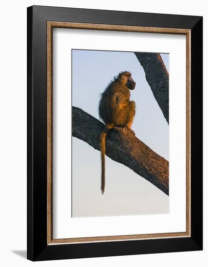 Botswana. Chacma Baboon at Sunrise Watching for Predators While the Troop Eats-Inger Hogstrom-Framed Photographic Print