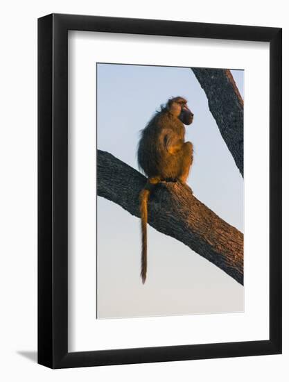 Botswana. Chacma Baboon at Sunrise Watching for Predators While the Troop Eats-Inger Hogstrom-Framed Photographic Print