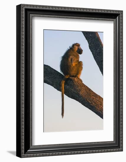 Botswana. Chacma Baboon at Sunrise Watching for Predators While the Troop Eats-Inger Hogstrom-Framed Photographic Print