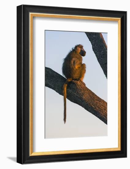 Botswana. Chacma Baboon at Sunrise Watching for Predators While the Troop Eats-Inger Hogstrom-Framed Photographic Print