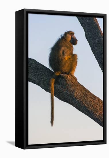 Botswana. Chacma Baboon at Sunrise Watching for Predators While the Troop Eats-Inger Hogstrom-Framed Premier Image Canvas