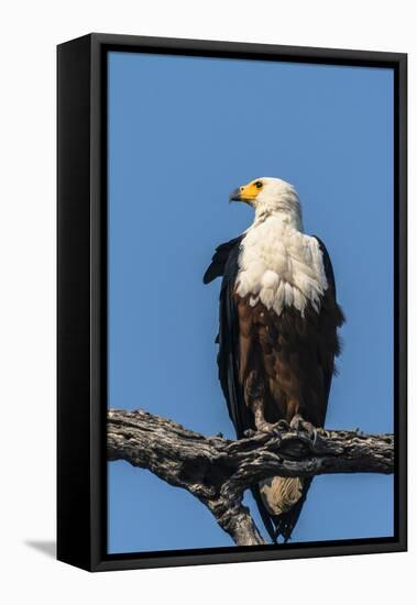 Botswana. Chobe National Park. African Fish Eagle Looks Out for a Meal-Inger Hogstrom-Framed Premier Image Canvas
