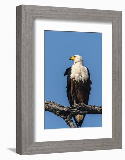 Botswana. Chobe National Park. African Fish Eagle Looks Out for a Meal-Inger Hogstrom-Framed Photographic Print