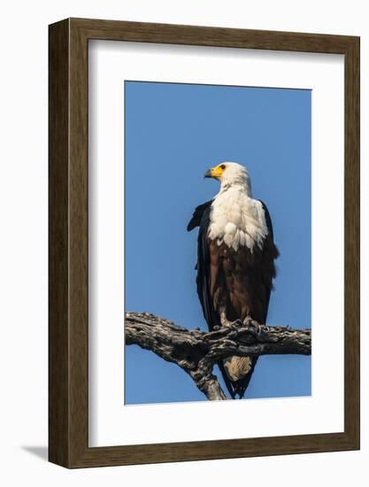 Botswana. Chobe National Park. African Fish Eagle Looks Out for a Meal-Inger Hogstrom-Framed Photographic Print