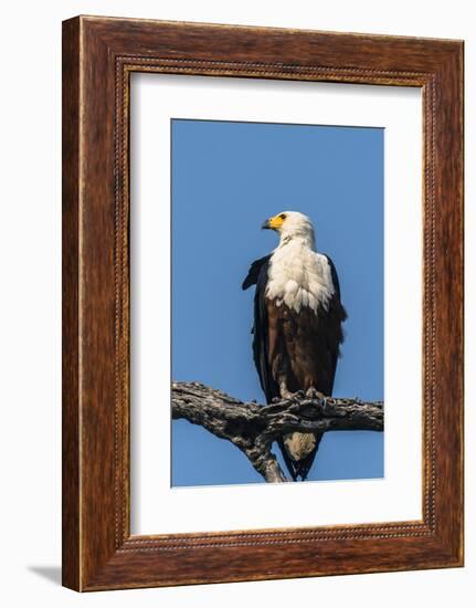 Botswana. Chobe National Park. African Fish Eagle Looks Out for a Meal-Inger Hogstrom-Framed Photographic Print