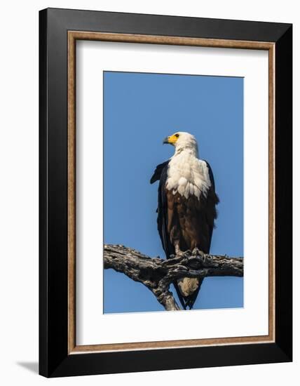 Botswana. Chobe National Park. African Fish Eagle Looks Out for a Meal-Inger Hogstrom-Framed Photographic Print