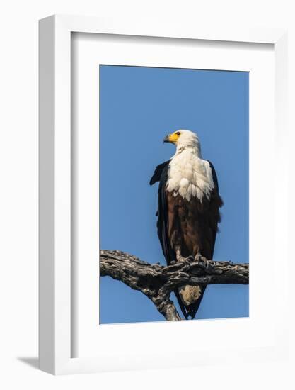 Botswana. Chobe National Park. African Fish Eagle Looks Out for a Meal-Inger Hogstrom-Framed Photographic Print