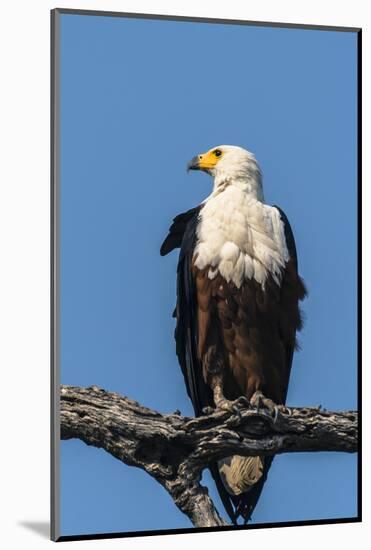 Botswana. Chobe National Park. African Fish Eagle Looks Out for a Meal-Inger Hogstrom-Mounted Photographic Print