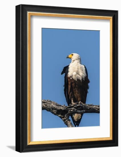 Botswana. Chobe National Park. African Fish Eagle Looks Out for a Meal-Inger Hogstrom-Framed Photographic Print