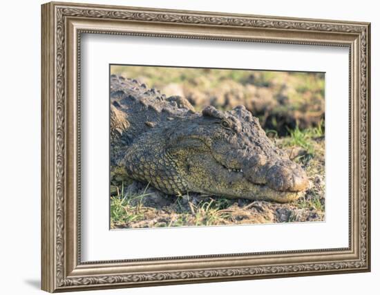 Botswana. Chobe National Park. Botswana. Chobe National Park. Nile Crocodile-Inger Hogstrom-Framed Photographic Print