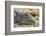 Botswana. Chobe National Park. Botswana. Chobe National Park. Nile Crocodile-Inger Hogstrom-Framed Photographic Print