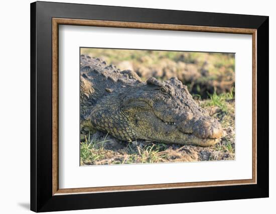 Botswana. Chobe National Park. Botswana. Chobe National Park. Nile Crocodile-Inger Hogstrom-Framed Photographic Print