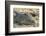 Botswana. Chobe National Park. Botswana. Chobe National Park. Nile Crocodile-Inger Hogstrom-Framed Photographic Print