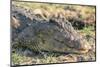 Botswana. Chobe National Park. Botswana. Chobe National Park. Nile Crocodile-Inger Hogstrom-Mounted Photographic Print