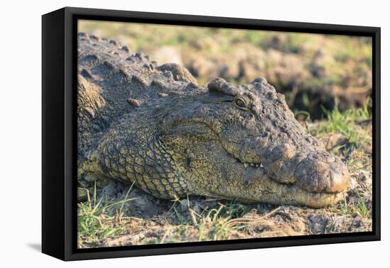 Botswana. Chobe National Park. Botswana. Chobe National Park. Nile Crocodile-Inger Hogstrom-Framed Premier Image Canvas