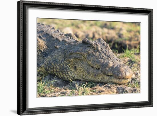 Botswana. Chobe National Park. Botswana. Chobe National Park. Nile Crocodile-Inger Hogstrom-Framed Photographic Print