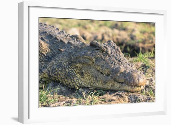 Botswana. Chobe National Park. Botswana. Chobe National Park. Nile Crocodile-Inger Hogstrom-Framed Photographic Print