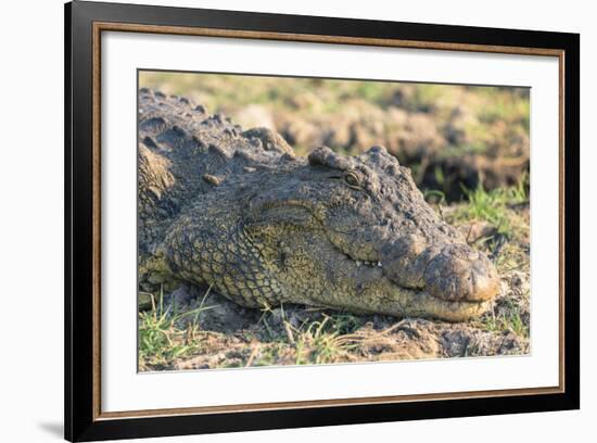 Botswana. Chobe National Park. Botswana. Chobe National Park. Nile Crocodile-Inger Hogstrom-Framed Photographic Print