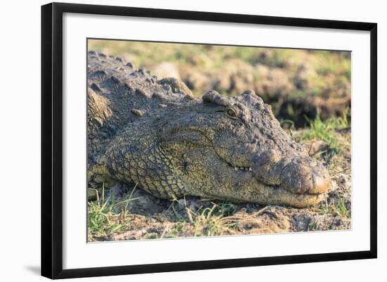 Botswana. Chobe National Park. Botswana. Chobe National Park. Nile Crocodile-Inger Hogstrom-Framed Photographic Print