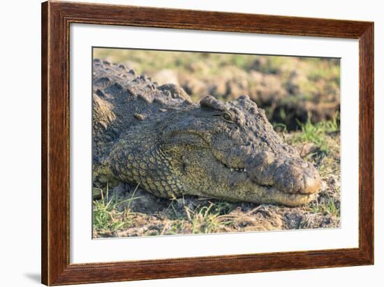 Botswana. Chobe National Park. Botswana. Chobe National Park. Nile Crocodile-Inger Hogstrom-Framed Photographic Print