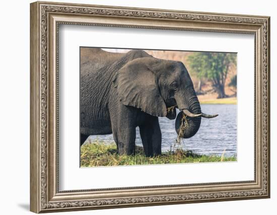 Botswana. Chobe National Park. Elephant Grazing on an Island in the Chobe River-Inger Hogstrom-Framed Photographic Print