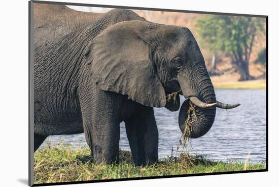 Botswana. Chobe National Park. Elephant Grazing on an Island in the Chobe River-Inger Hogstrom-Mounted Photographic Print
