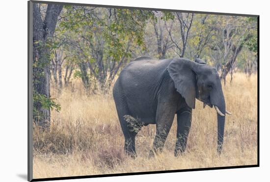 Botswana. Chobe National Park. Elephant in Dry Grass-Inger Hogstrom-Mounted Photographic Print