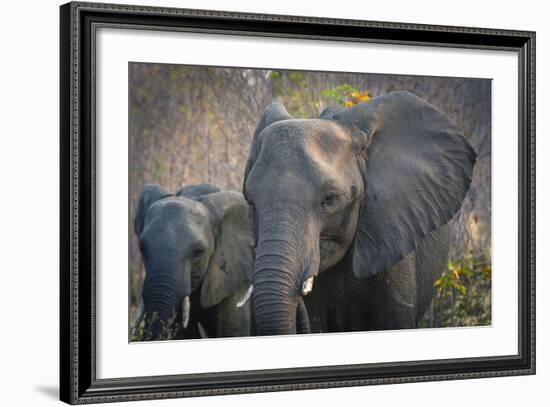 Botswana. Chobe National Park. Elephant. Mother and Calf-Inger Hogstrom-Framed Photographic Print