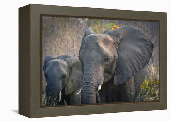 Botswana. Chobe National Park. Elephant. Mother and Calf-Inger Hogstrom-Framed Premier Image Canvas