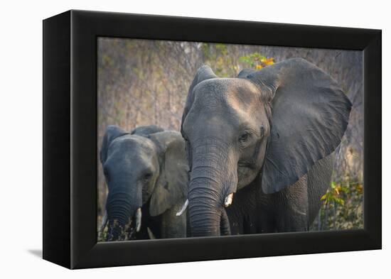 Botswana. Chobe National Park. Elephant. Mother and Calf-Inger Hogstrom-Framed Premier Image Canvas