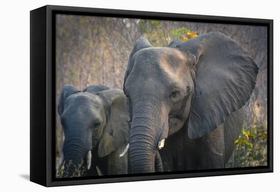 Botswana. Chobe National Park. Elephant. Mother and Calf-Inger Hogstrom-Framed Premier Image Canvas
