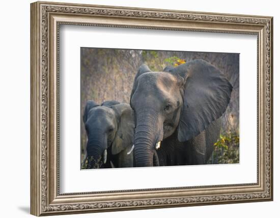 Botswana. Chobe National Park. Elephant. Mother and Calf-Inger Hogstrom-Framed Photographic Print