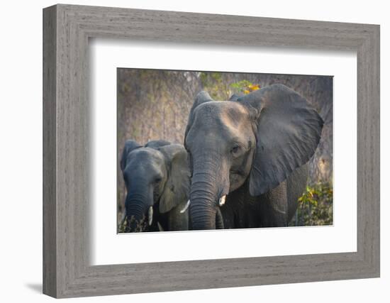 Botswana. Chobe National Park. Elephant. Mother and Calf-Inger Hogstrom-Framed Photographic Print