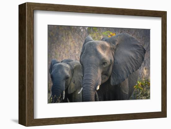 Botswana. Chobe National Park. Elephant. Mother and Calf-Inger Hogstrom-Framed Photographic Print