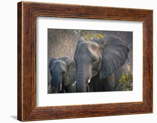 Botswana. Chobe National Park. Elephant. Mother and Calf-Inger Hogstrom-Framed Photographic Print