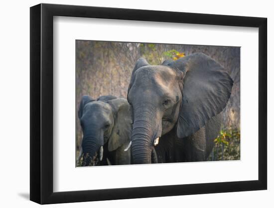 Botswana. Chobe National Park. Elephant. Mother and Calf-Inger Hogstrom-Framed Photographic Print