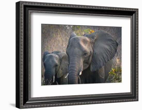 Botswana. Chobe National Park. Elephant. Mother and Calf-Inger Hogstrom-Framed Photographic Print