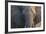 Botswana. Chobe National Park. Elephant-Inger Hogstrom-Framed Photographic Print