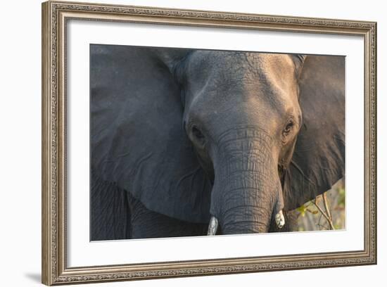 Botswana. Chobe National Park. Elephant-Inger Hogstrom-Framed Photographic Print