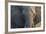 Botswana. Chobe National Park. Elephant-Inger Hogstrom-Framed Photographic Print