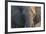 Botswana. Chobe National Park. Elephant-Inger Hogstrom-Framed Photographic Print