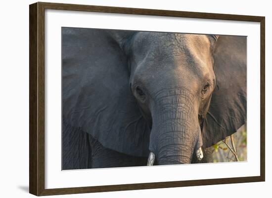 Botswana. Chobe National Park. Elephant-Inger Hogstrom-Framed Photographic Print